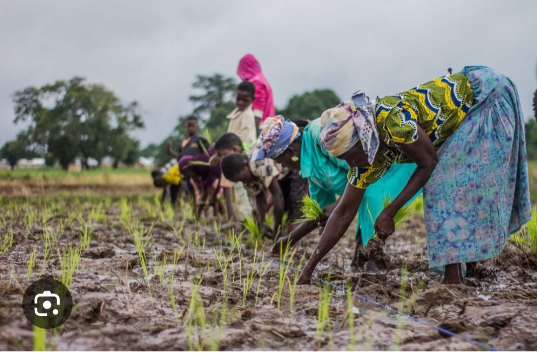 Women working together in agriculture